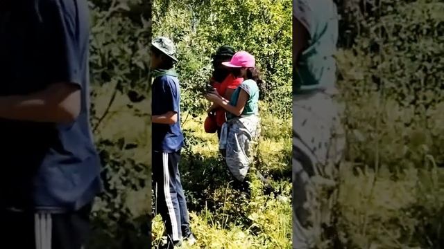 Красноуфимск. Ирга - дар уральской природы! Ягоды. смотреть онлайн