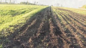 Первая обработка картофеля ежами.Довсходовая.