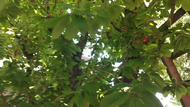 Дом и сад на Юге. Погода в Краснодаре. У нас поспела черешня и ?. Переезд в Краснодар. смотреть онлайн