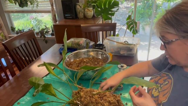 Anthurium Gracile Mount
