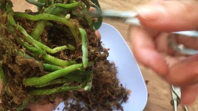 Пересадка орхидеи, у которой растет цветонос. В каких случаях лучше не ждать, а пересаживать? смотреть онлайн