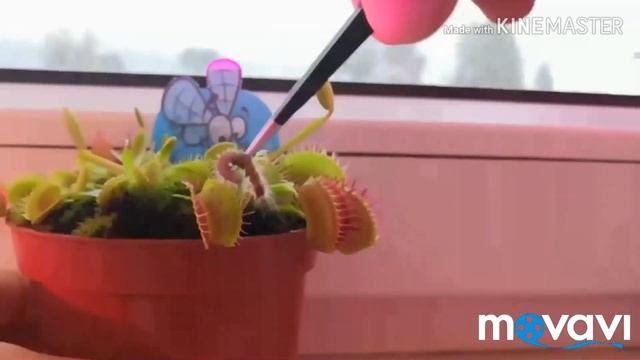 Кормим венерину мухоловку смотреть онлайн