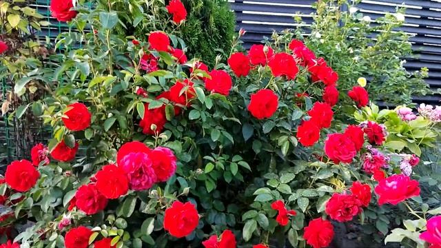 Scarlet BONICA ®  Canyon Road, MEIscarlebo)