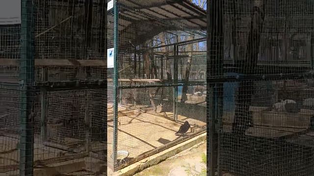 Прогулка по зоопарку в Джанкойском районе.