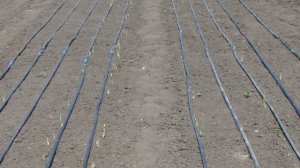 ГЛАДИОЛУСЫ: посадка, выращивание и уход от А до Я