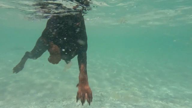 доберман на море под водой смотреть онлайн