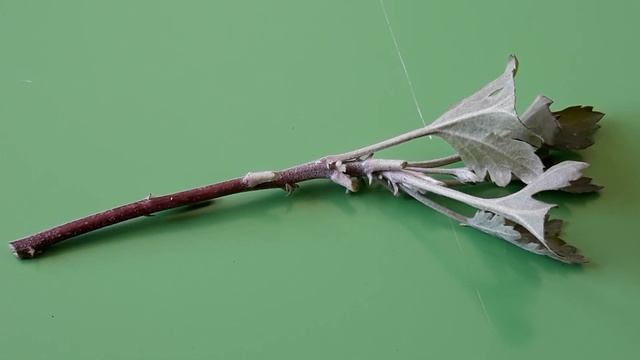 N32 Укрываем хризантемы от вымерзания. Черенкование хризантем. смотреть онлайн