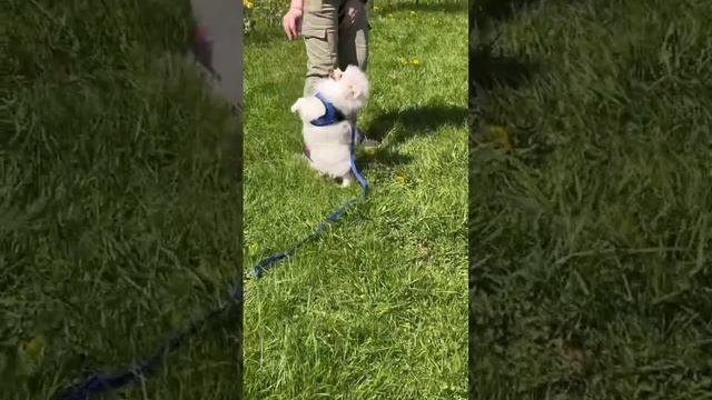 Кремовый ШПИЦ #купитьщенка #купитьшпица #шпицвмоскве #шпиц смотреть онлайн