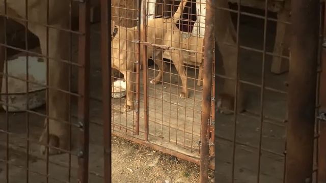 Питбули красавцы смотреть онлайн