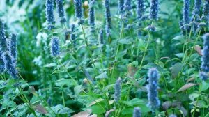 Иссоп лекарственный – применение и полезные свойства