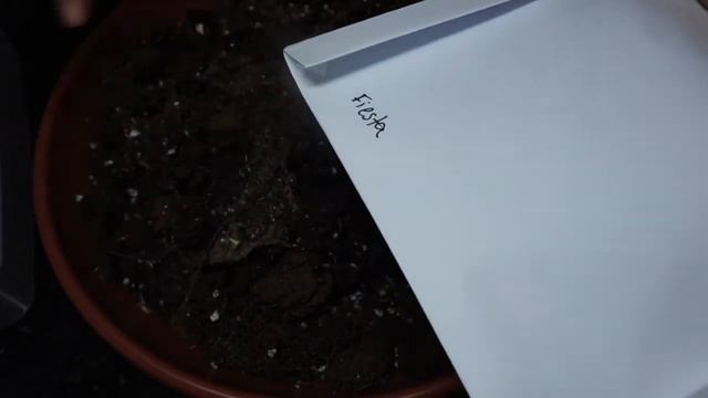 Como tirar bulbo de Caladium смотреть онлайн