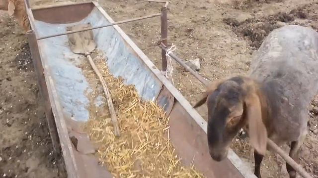 (261)купил Ярочку смотреть онлайн