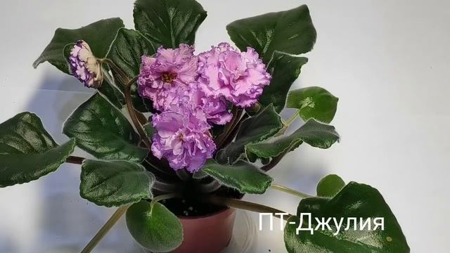 ПТ-Ванесса.ПТ-Водопад Нежности.ПТ-Джулия.ПТ-Елизавета.ПТ-Машенькин Букет смотреть онлайн