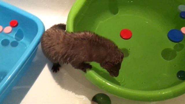 Норка ловит пробочки из таза с водой. смотреть онлайн