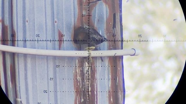 AT VULCAN 3 .22CAL SUB MOA @150 YARD 75FPE BEAST смотреть онлайн