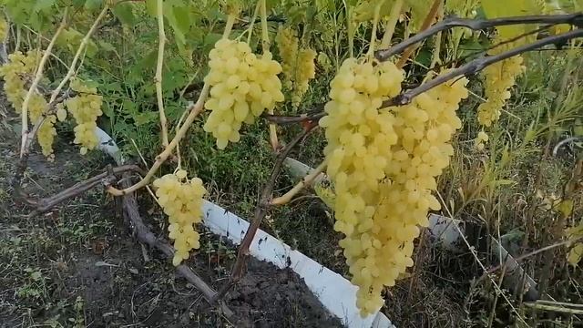 Виноград Долгожданный.Сезон-2021. смотреть онлайн