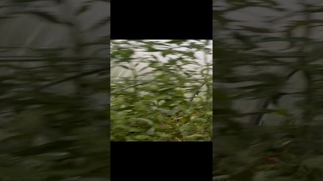 Заболели помидоры,нужен совет смотреть онлайн