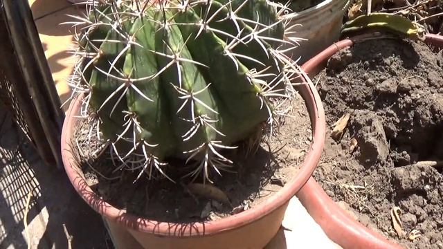 Cactus Melocactus Matanzanus desarrollando cefalio смотреть онлайн