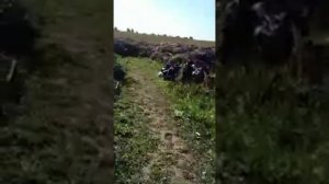 Про картофель Шарвари Пирошка