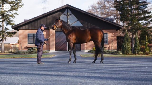 Trainer Takayuki Yasuda on Lord Kanaloa's Legacy смотреть онлайн