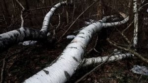 Ручная пила Silky Katanaboy 500mm. Пробую пилу в работе