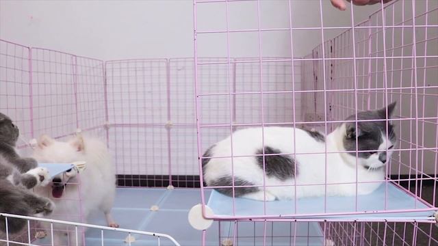 DIY Big Dog House for Cute Pomeranian Poodle Puppies & Cutest Kitten with Cubic Steel - MR PET смотреть онлайн