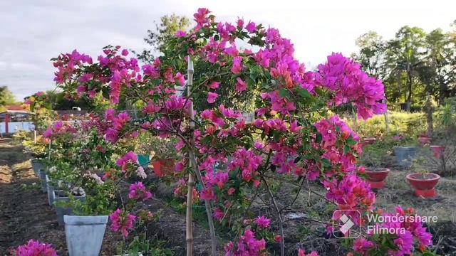 Bougainvillea Variety/ El Tinto GL / Bougainvillea Na Sobra Dami Mamulaklak