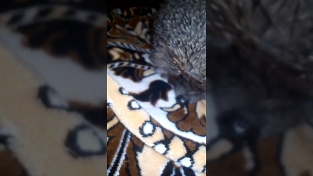 Я гуляю со своим ёжиком смотреть онлайн