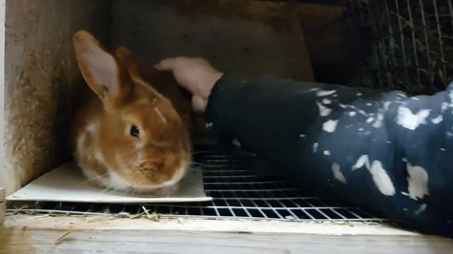 Клетки для кроликов.Клетки из профиля .DIY.Часть 2/ Обзор хозяйства