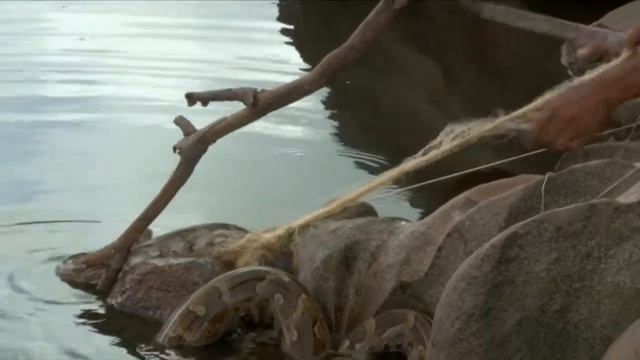 Indian Python caught in net then rescued - close up in river смотреть онлайн