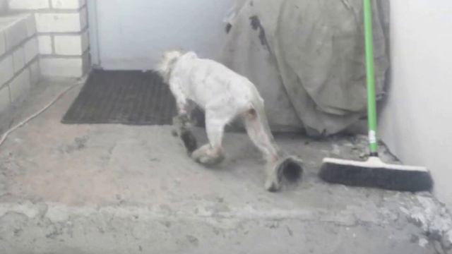 Подстриженный кот смотреть онлайн