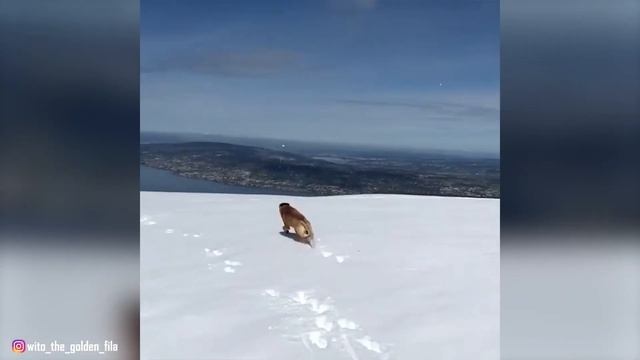 Fila Brasileiro - Top 10 Facts