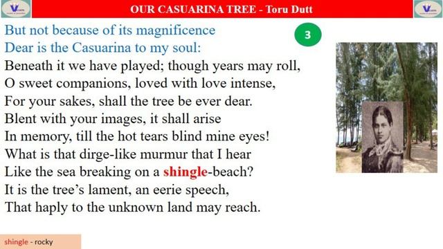 OUR CASUARINA TREE (Tamil) - Toru Dutt | 12th standard unit 2 Poem смотреть онлайн