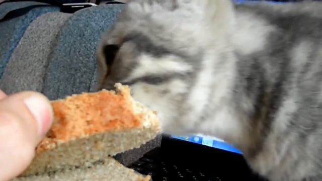 кот любит хлеб смотреть онлайн