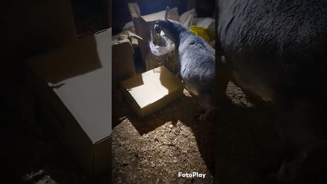 Тыковка и Полночь едят не только сено. #коза#goat смотреть онлайн