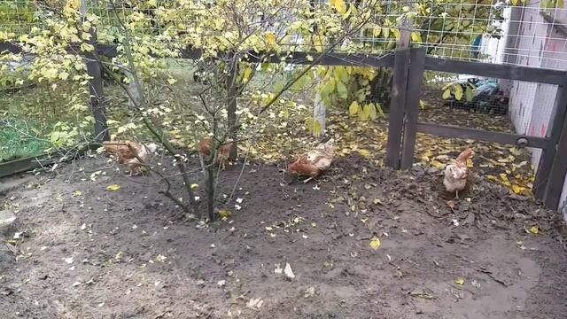 Выгул для кур несушек своими руками/ ошибки при постройки курятника и выгула. смотреть онлайн