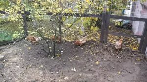 Выгул для кур несушек своими руками/ ошибки при постройки курятника и выгула.