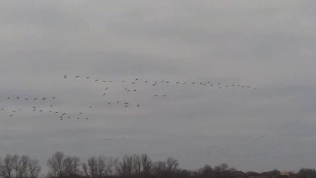 Бакланы - 19.01.2020 река Кубань смотреть онлайн