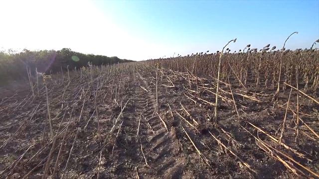 Уборка подсолнечника 2020! CLAAS Lexion 580. смотреть онлайн