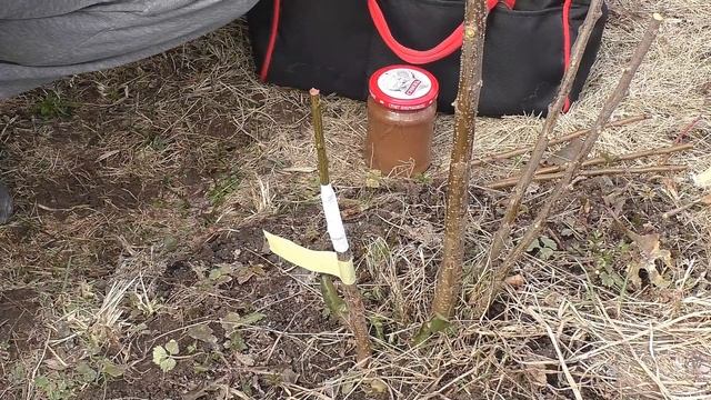 Прививка алычи на сливу голландским методом и способом улучшенной копулировки с язычком смотреть онлайн