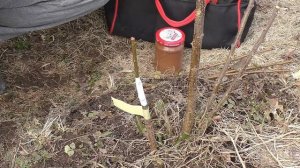 Прививка алычи на сливу голландским методом и способом улучшенной копулировки с язычком