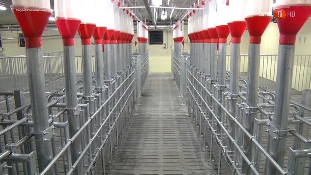 07.10.2016 Колбасный цех для свиноводческого комплекса построят на Сахалине смотреть онлайн