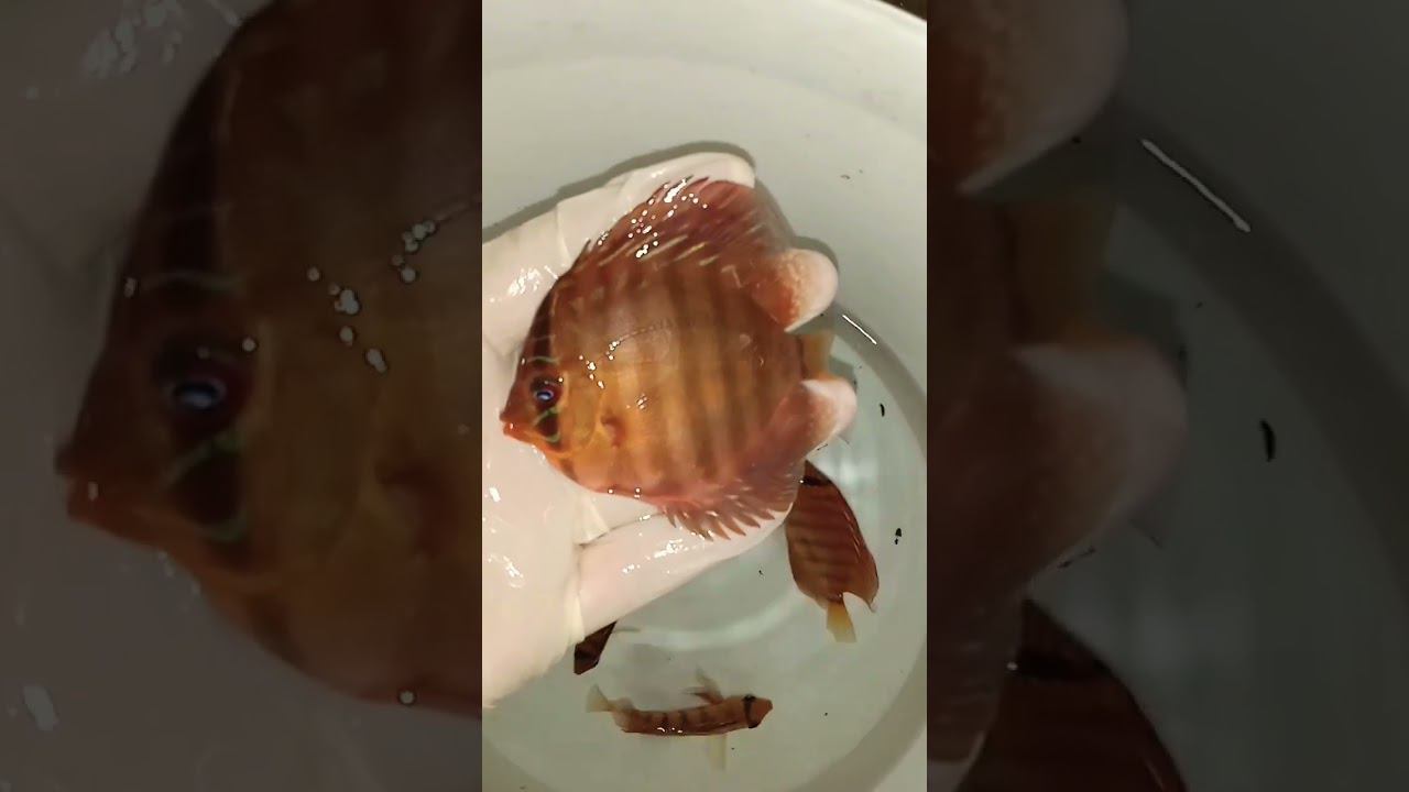 Отправка Дискусов в Крым #fish #fishaquarium #discus #aquarium #аквариум #дискусы #разводня #shorts смотреть онлайн
