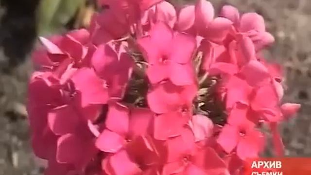 Усадьба Гальских готовится к фестивалю цветов смотреть онлайн