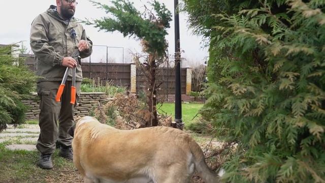 Как я можжевельник корчевал( как легко удалить куст?) смотреть онлайн