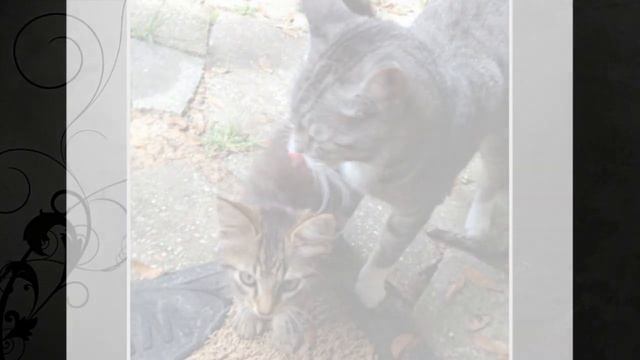 В доме появился котёнок, но откуда? - Надо спросить у взрослого кота, который явно в курсе! смотреть онлайн