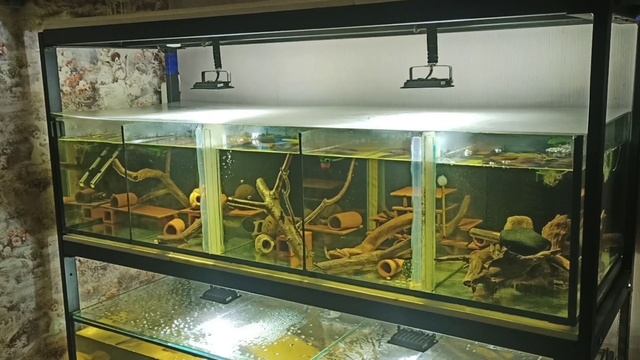 Брокколи в рационе питания Номерных Сомов смотреть онлайн