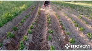 МТ 110 агромаш первое окучивание картофеля