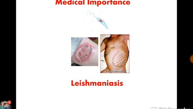 2 Phlebotomus - Dr Noha Madbouly смотреть онлайн