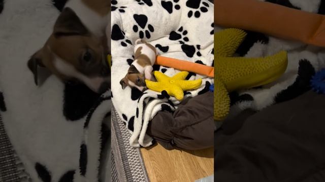 Как приучить щенка ходить в туалет на пеленки смотреть онлайн